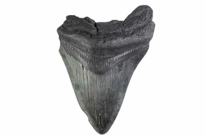 Bargain, Fossil Megalodon Tooth - South Carolina #374947